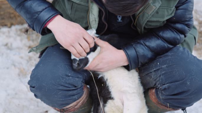 养羊业。展示制作卷曲公羊角的传统工艺的年轻农民。