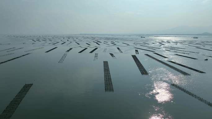 网箱海水养鱼海产品养殖海水养殖业