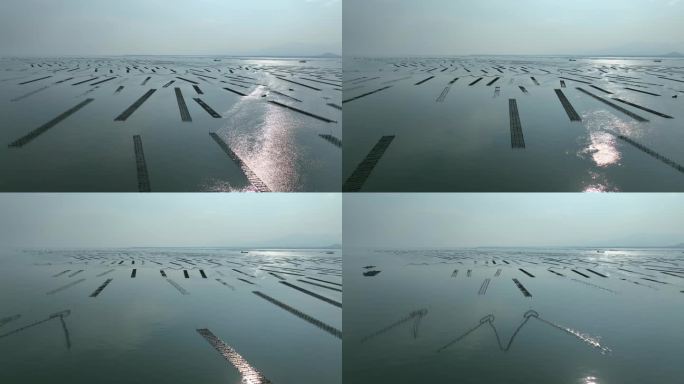 网箱海水养鱼海产品养殖海水养殖业