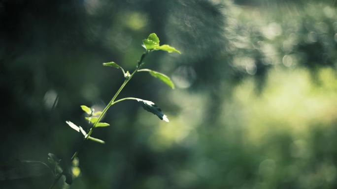 蒿草 狗尾巴草 树枝 竹叶