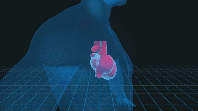 人体心脏3D插图-4K循环医学背景