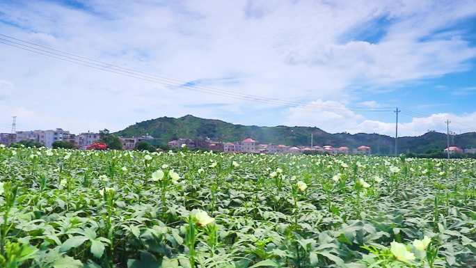 秋葵种植田采摘素材