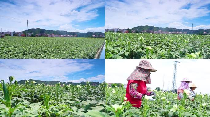 秋葵种植田采摘素材