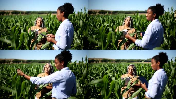 玉米地里的两位黑人女农学家