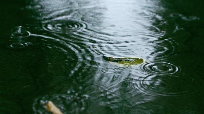 禅意秋天雨滴水面涟漪落叶特写