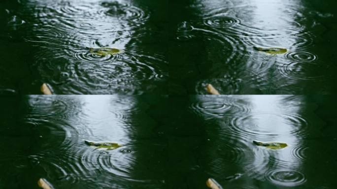 禅意秋天雨滴水面涟漪落叶特写