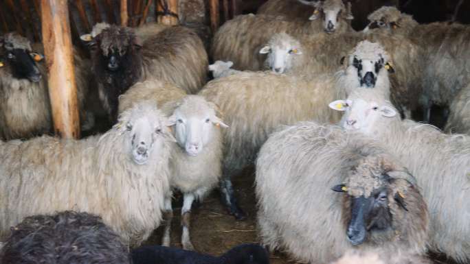 养羊业。谷仓里的一群羊。