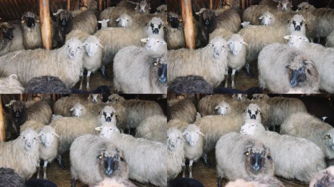 养羊业。谷仓里的一群羊。