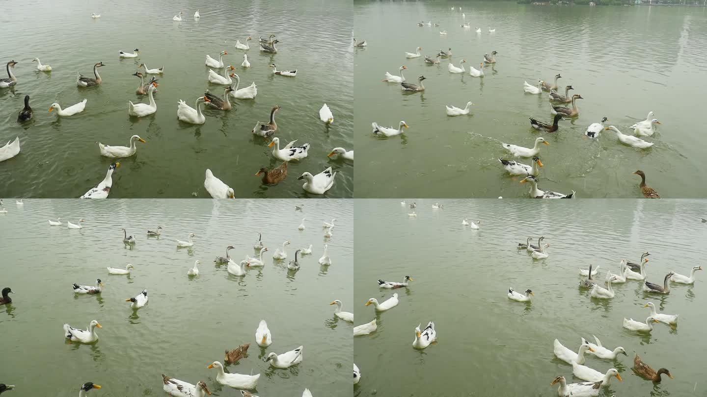 雨中鸭子鹅水中游来游去升格拍摄