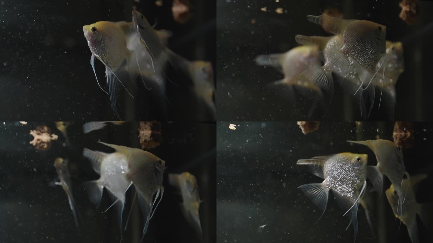 升格拍摄4K鱼缸里的神仙鱼争食