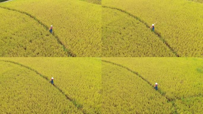 女孩在稻田中散步