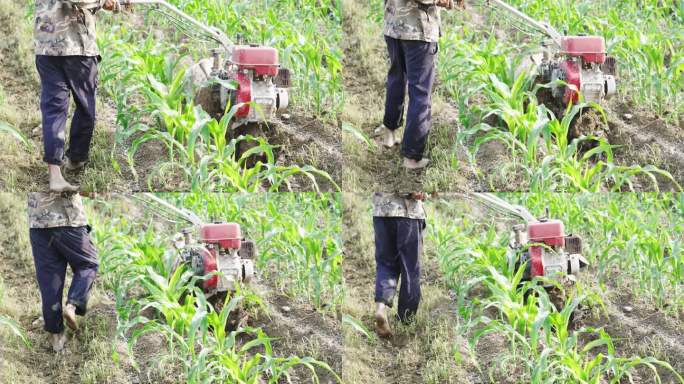 农民用机械松土机在玉米地松土