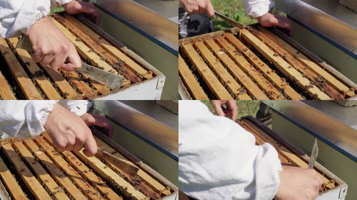 养蜂人在养蜂场与蜜蜂一起工作