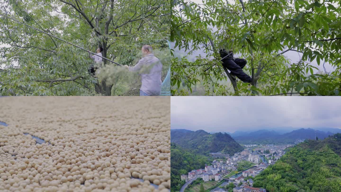 临安山核桃 上山打山核桃晾晒山核桃