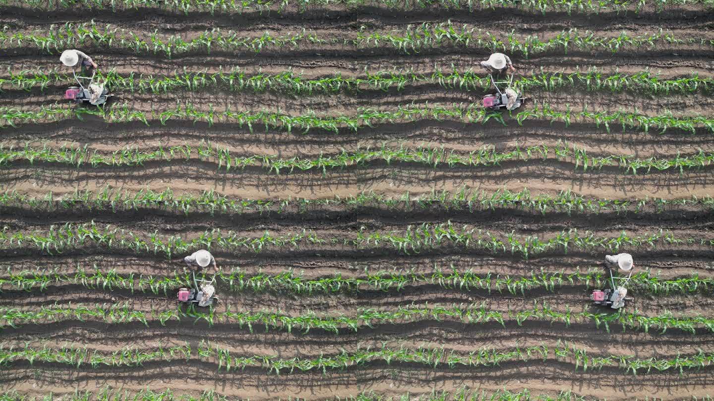 鸟瞰农民用机械松土机在玉米地松土