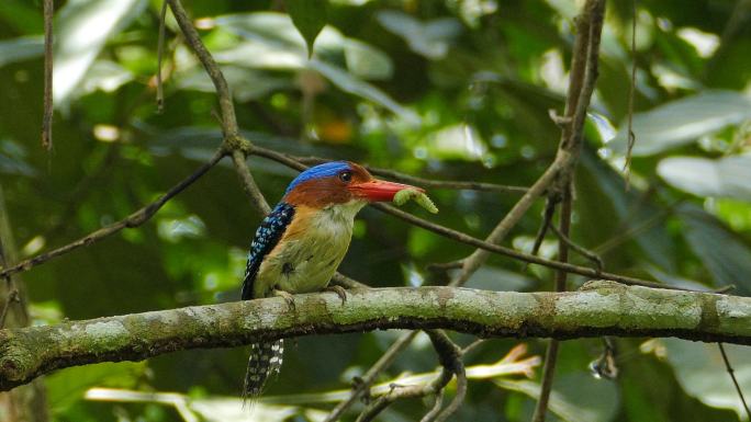 热带雨林中雄性带状翠鸟食昆虫。