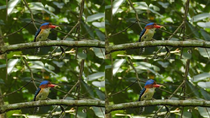 热带雨林中雄性带状翠鸟食昆虫。