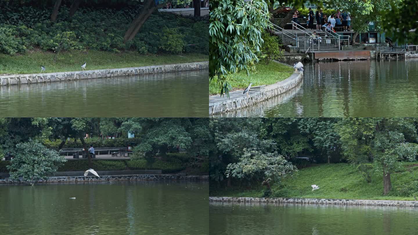 广州天河公园 鸟类-005