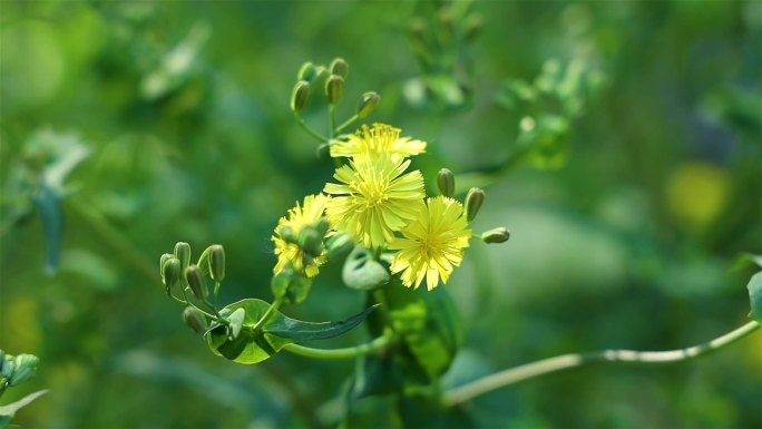 1080P春日小黄菊花尖裂假还阳参50帧