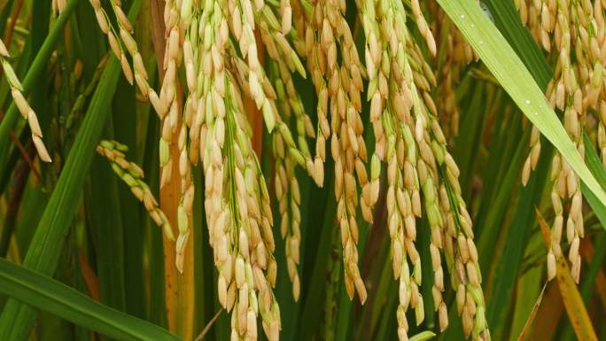 秋天成熟的水稻