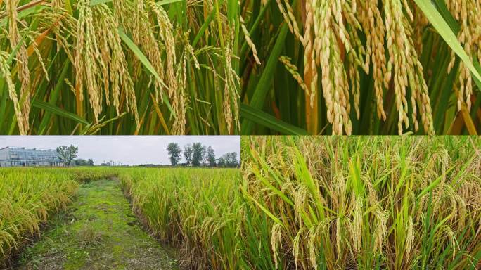 秋天成熟的水稻