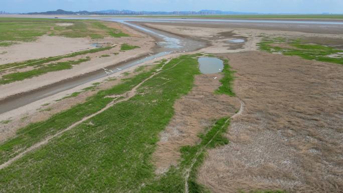 岳阳君山岛洞庭湖航拍跟拍小鸟