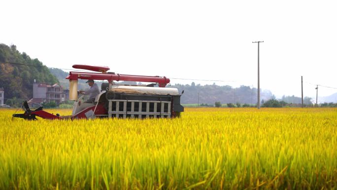 农业稻田收割
