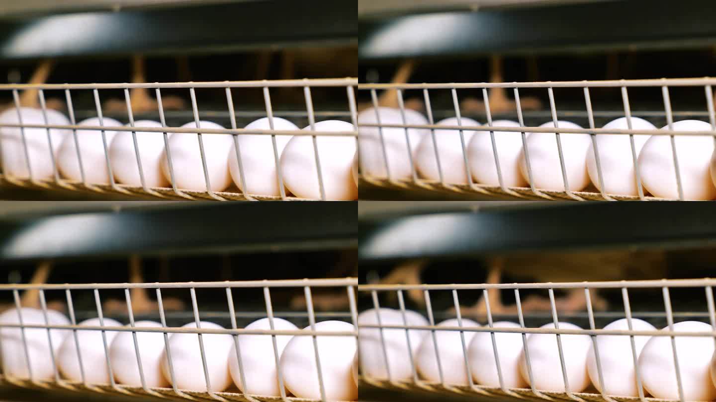 家禽养殖场笼子里的蛋鸡产下大白蛋。