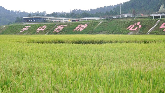 秋天稻田里面的丰收水稻以及水稻稻谷细节