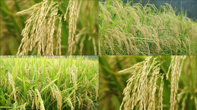 秋天稻田里面的丰收水稻以及水稻稻谷细节