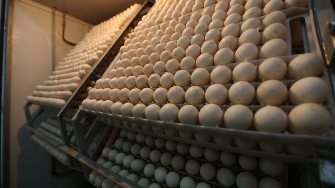 农业企业鸭蛋孵化画面