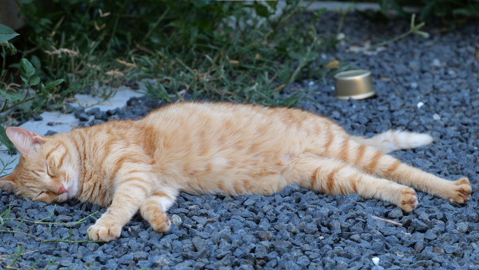 流浪猫 多只颜色不同的猫