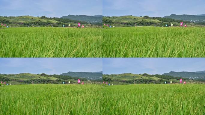 风吹稻田的乡村景色