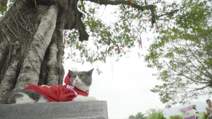 老树下的吉祥猫