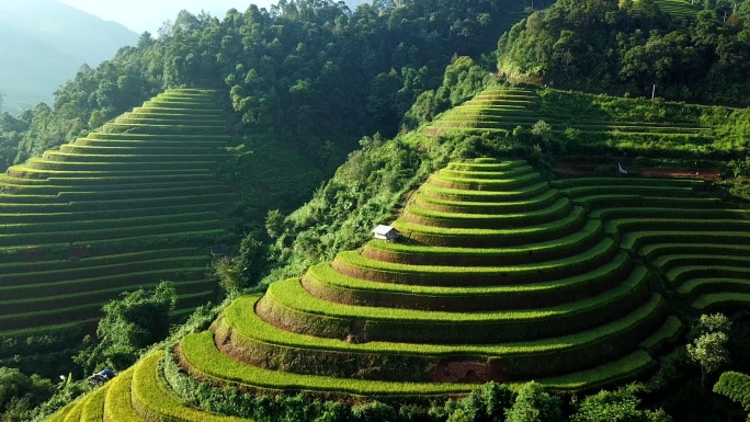 鸟瞰越南西北部的稻田梯田，越南延白省木仓寨的收获季节稻田
