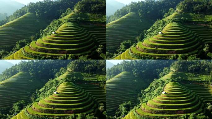 鸟瞰越南西北部的稻田梯田，越南延白省木仓寨的收获季节稻田