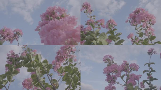 【4k】紫薇唯美空镜