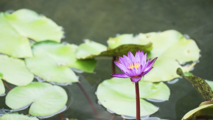 景观池里盛开的莲花