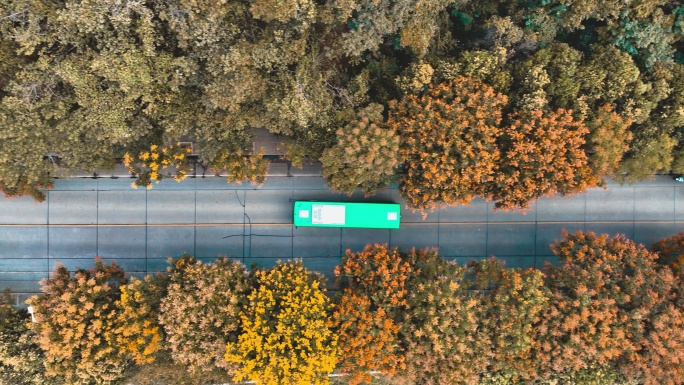 4K秋天金黄的树林中行驶的公交车航拍