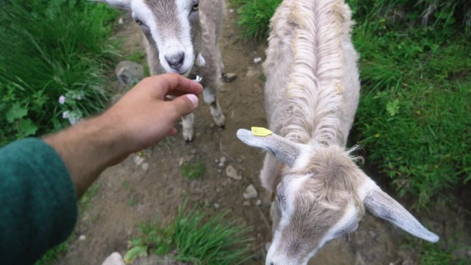 瑞士阿尔卑斯山牧场上的人抚摸山羊