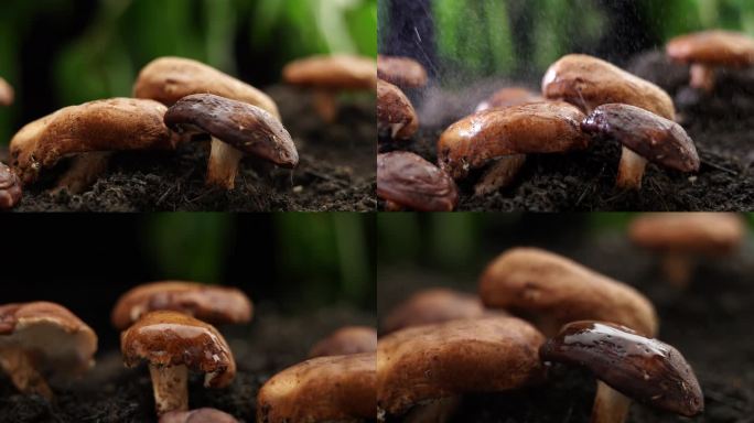香菇野生菌升格慢动作