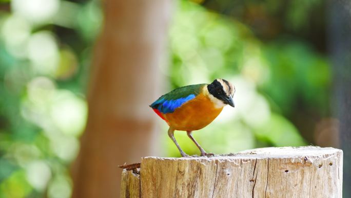 彩虹鸟野生动物湖泊湖水生态环保环境小鸟飞
