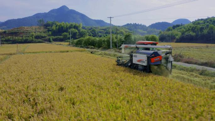 现代农业机械化收割丰收的水稻