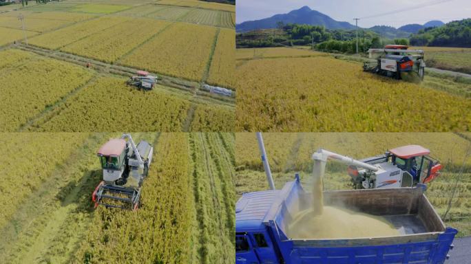 现代农业机械化收割丰收的水稻