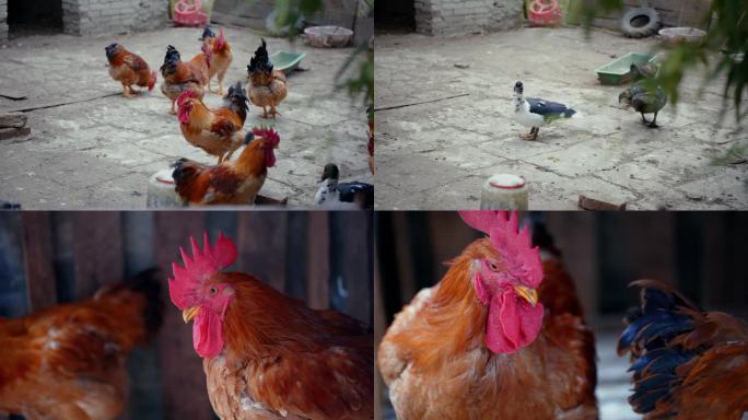 4k实拍拍摄大公鸡散养鸡