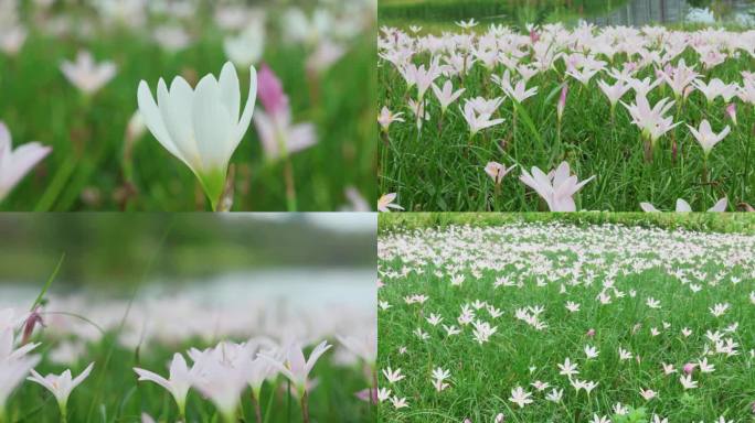 4K小清新 鲜花 野花 空镜