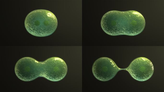 3D绿色细胞分裂动画01