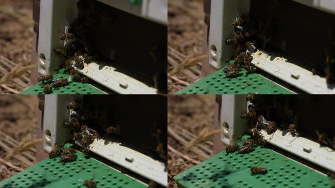 蜂箱入口处的蜂群微风爬动
