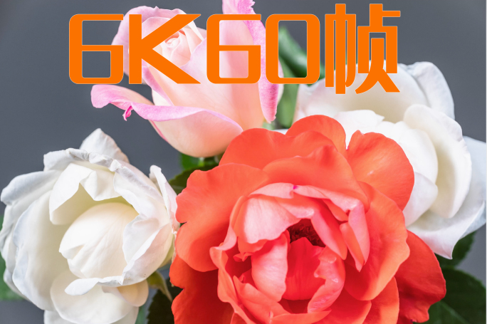 6K实拍月季花玫瑰花开延时