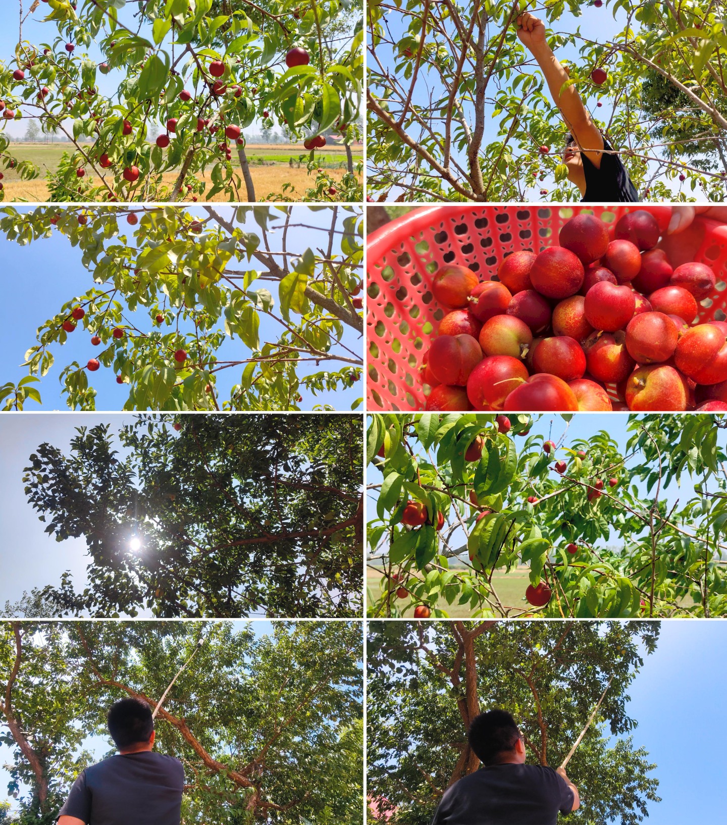 满满果实的油桃树-爬树摘桃子